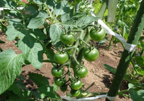 トマト栽培中