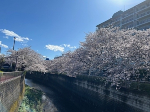 満開の桜