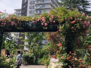 光が丘のバラ園
