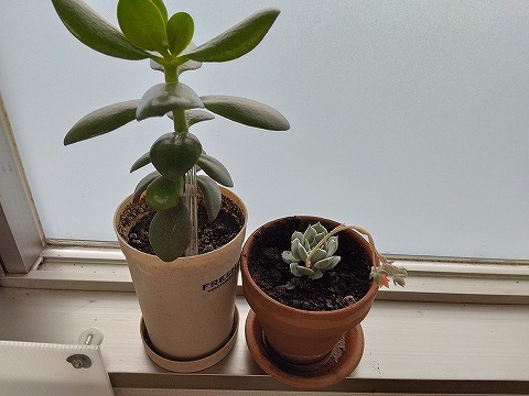 事業所窓辺の多肉植物