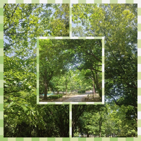 秋の陽公園の新緑