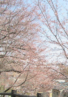 近くの越後山公園の桜です。