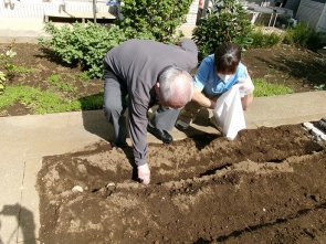 ご利用者様にうちのじゃがいもを植えてもらいました
