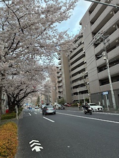 千川通りの桜並木です。