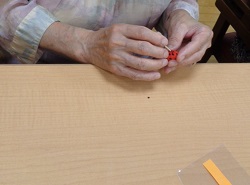 　　　スイカの種を付けてます