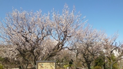 田柄梅林公園