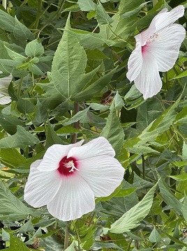 　　　　　 芙蓉（フヨウ）