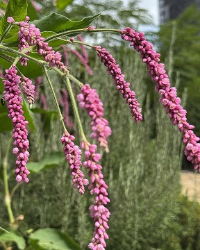 　　　　　大毛蓼（オオケダケ）