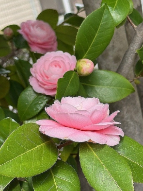 　　　椿（光が丘公園）