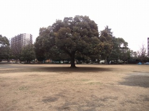 2026.3/6曇/スダジイ