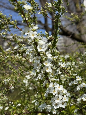 　　ユキヤナギ（光が丘公園）