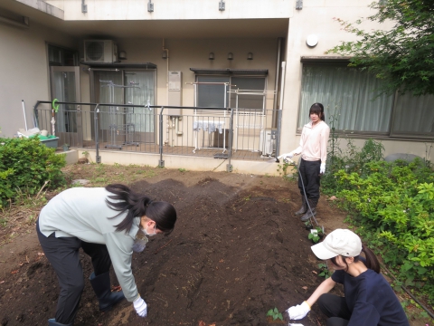 さつま芋の苗植え