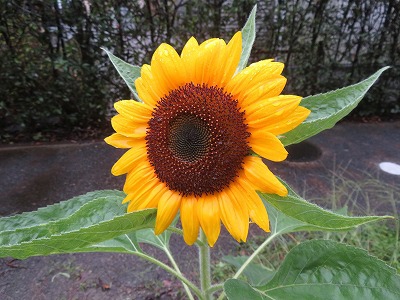 大輪の花！