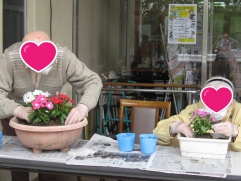 日日草を植えています♪