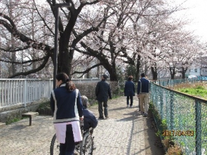 石神井川沿いの桜並木をのんびりとお散歩です♪