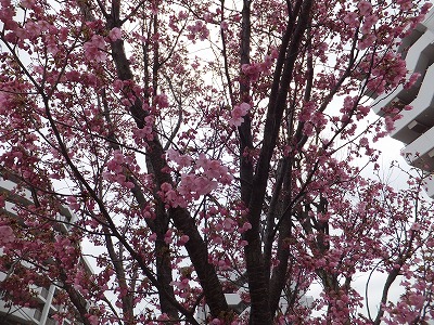 オオヤマザクラ