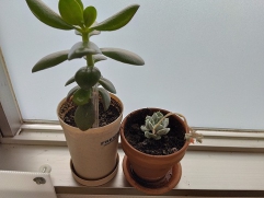 事業所窓辺の多肉植物