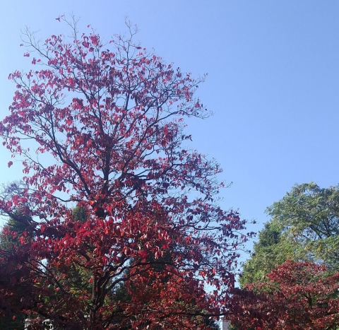 紅葉が散る公園