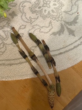 摘みたてのつくし