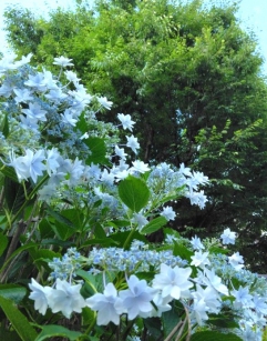 梅雨の晴れ間に。
