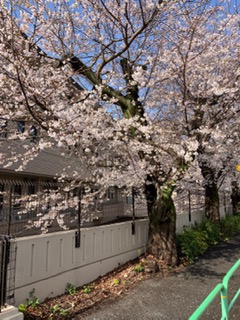 田柄特養横の桜がきれいです。