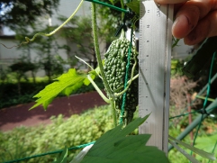 まだ６センチ、これから大きく育ちます