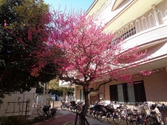 デイサービス内の紅梅