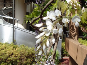白い藤の花も咲いています