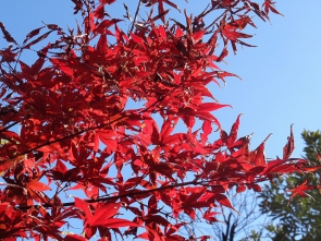 紅葉も綺麗