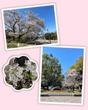近隣の桜が綺麗に咲いていました！
