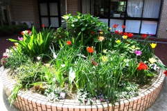 中庭にチューリップが咲きました！！