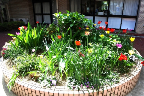 中庭にチューリップが咲きました！！