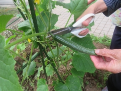 お客様と収穫！