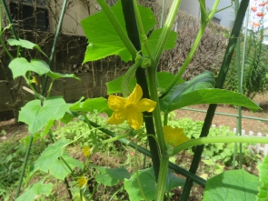きゅうりのお花も！