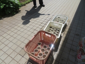 苗が育って！